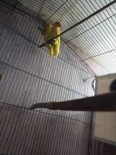 love birds red eyes Black eyes pairs for sale