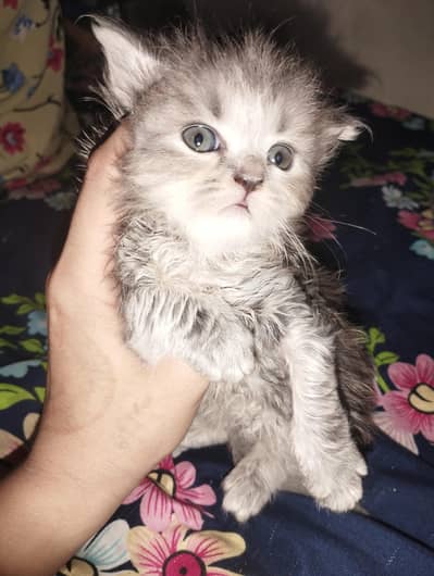 Persian kitten for sale grey colour