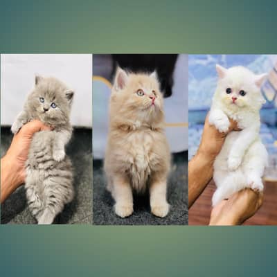 cash on deliveryPersian Punch face triple coat cat Kitten