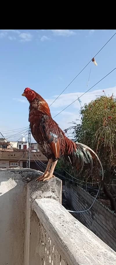 Amroaha Blood line for Sale