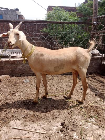 Barbari Bakri for sale