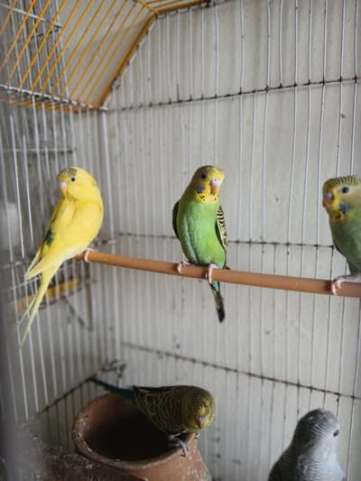 budgies perrot