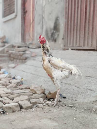 aseel for sale location okara