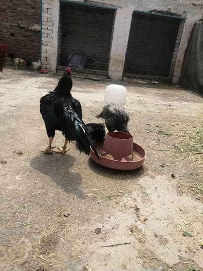 humhare pass  kafi aseel or Desi  murgyian mugry Hai. . .