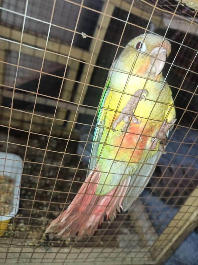 pineapple conure 0