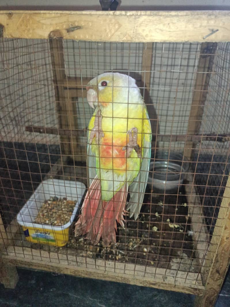 pineapple conure 1