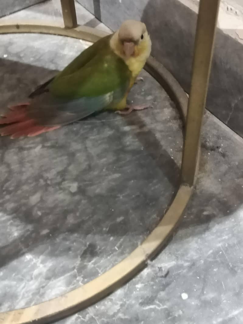 pineapple conure 4