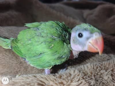 Green parrot baby