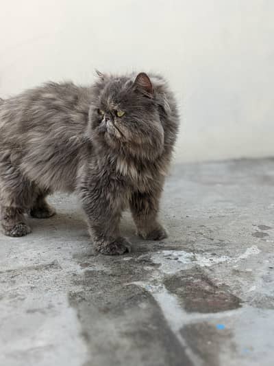 piki breeder female with 3 kitten