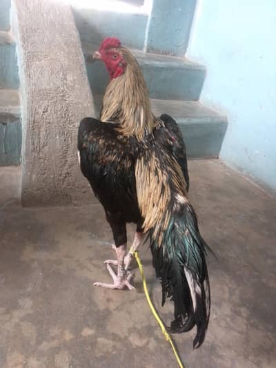 java aseel