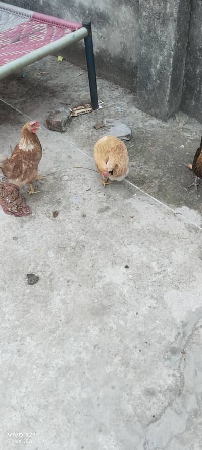 bilkul theek Hain ande bhi de rahi hai bilkul active  5000 ki tenu