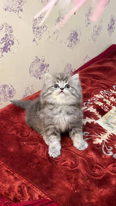 Cat Persian Persian kittens Blue eyes long hair 03/40\58/786\97B⁠-⁠)