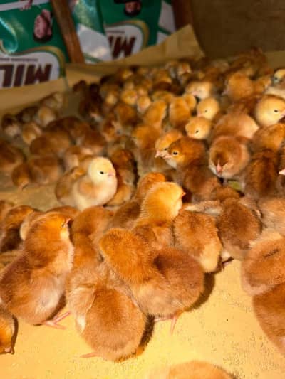 Black Austrlorp Or RiR cheeks available pure health and active