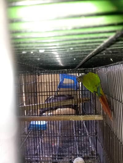 healthy breeder conur  male