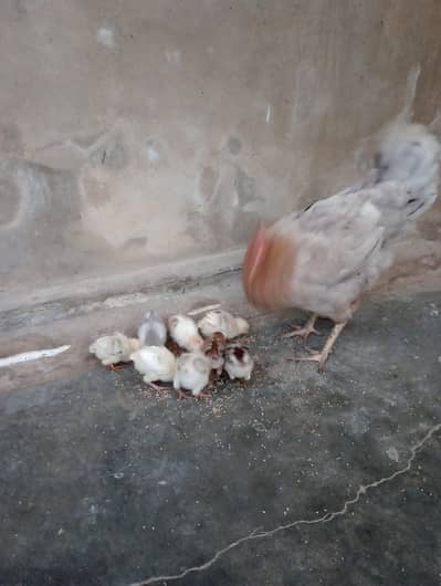 Hen for sale with 9 chicks. . . . .