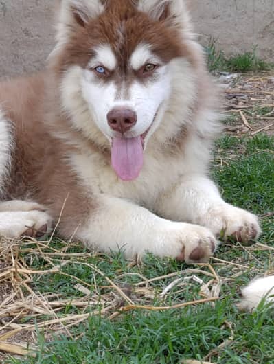 Siberian husky