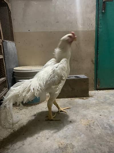 German White King O Shamo I For Sale I