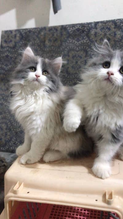 fawn kittens | punch face | kittens | white cat | triple coat kittnes