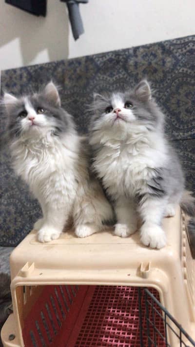 fawn kittens | punch face | kittens | white cat | triple coat kittnes