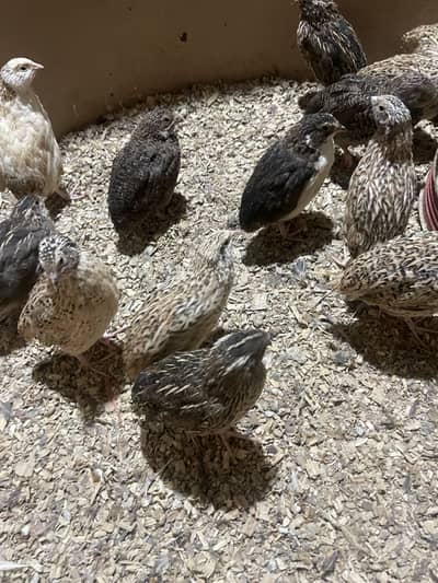 Batair / Quail for sale