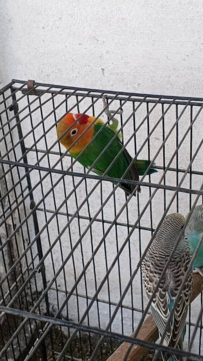 fisher breeder male for sale