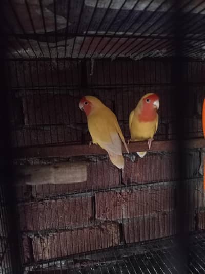 love birds Latino red eyes ka breeder pair ha