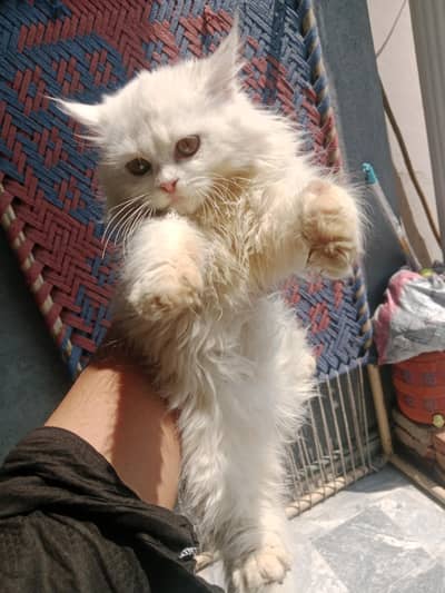 Pure Breed Persian Cat Available