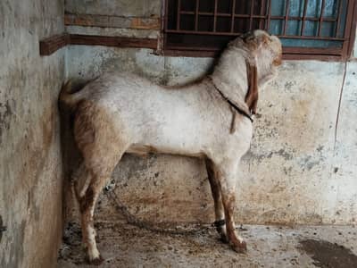 makhi cheeni bakra/breeder bakra/ makhi cheeni bakra/bakra