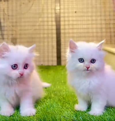 Cat Persian Persian kittens Blue eyes long hair 03/40\58/786\97:⁠-⁠|