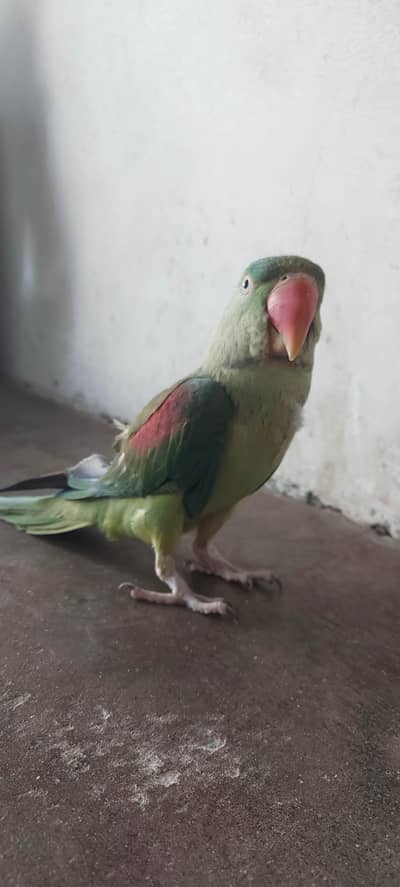 female raw parrot