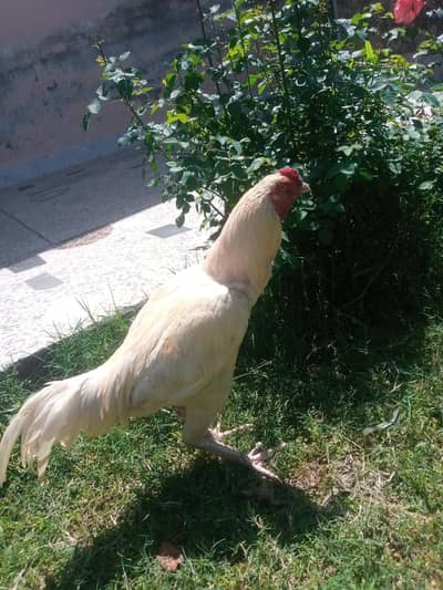 aseel for sale location adyala road Rawalpindi