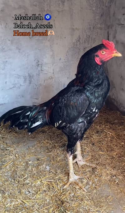 Ratta Mushka lakha patha for sale