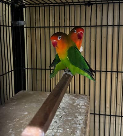 Top Quality Lovebirds Full Breeder Pairs Setup For Sale !!