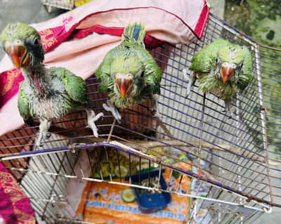 Rigneck chicks  3 piece