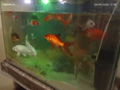 fish and aquarium for sale.