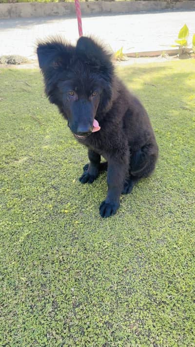 German shepherd puppy | black shepherd | long coat | gsd dog