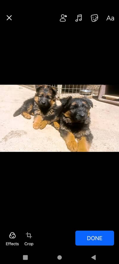 German shepherd puppies Available for sale