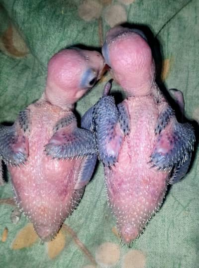 ringneck parrot chicks 1 chick price 6000 and 2 chick price 12000
