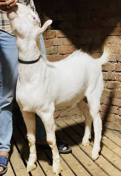 Teddy Bakra For sale