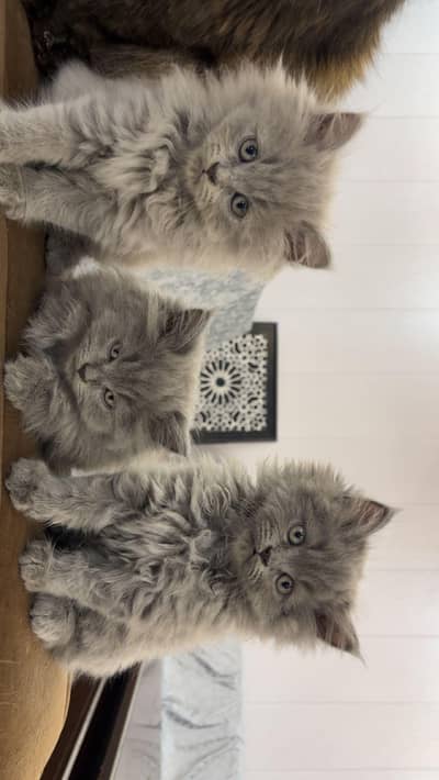 Persian kittens