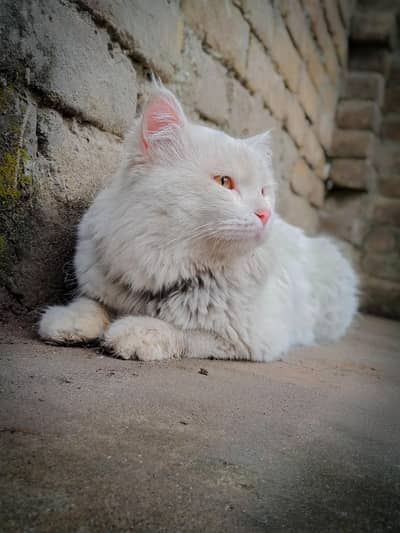 Persian cat