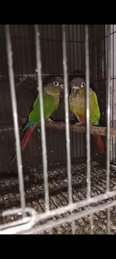 Greenchick Cono breeder pair for sale