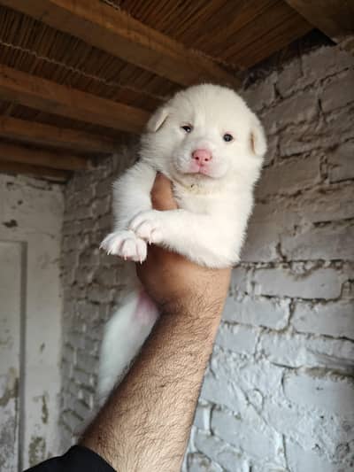 Russian 4 Male Dog For Sale