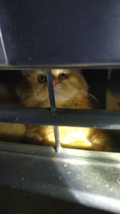 lost cat Ginger/ brown