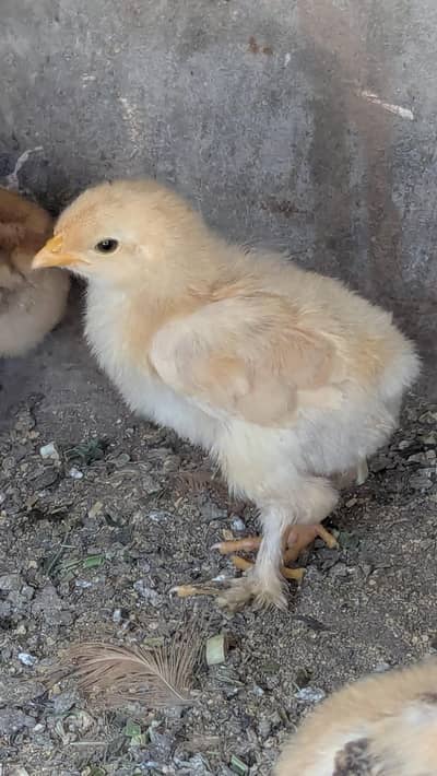 chicks of golden buff. . . pair avaliable