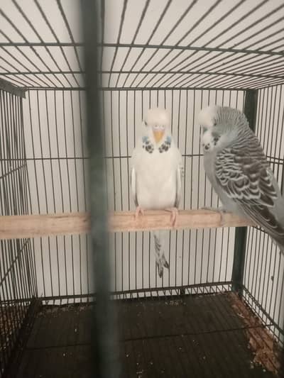 exhibition breader pair and cocktail  Wtp 03204847881