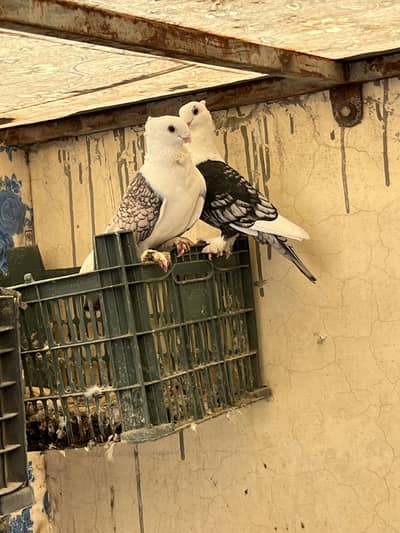 Sentient breeder pairs for sale