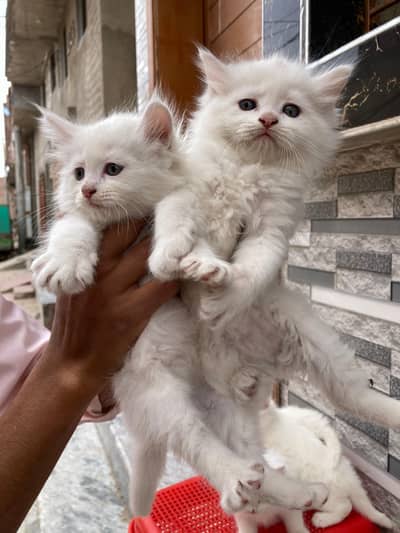 persian cats for sale