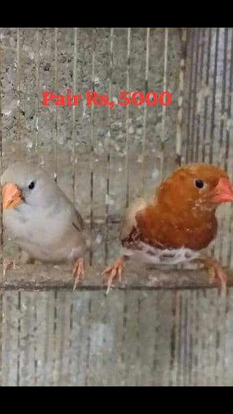 orange finch pair