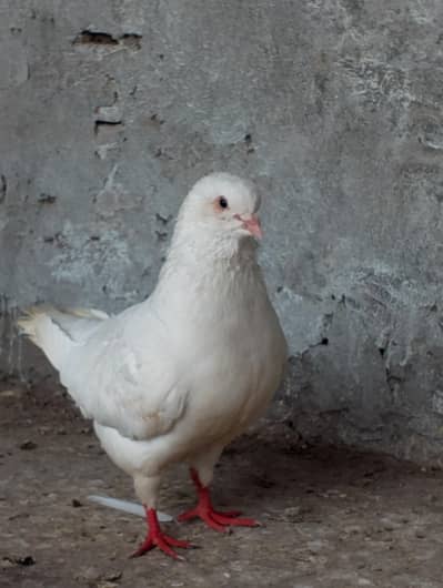 King 2 male 03094196420